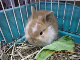 US-726　ネザーランドドワーフ　子供