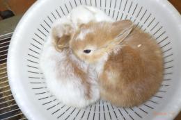 US-726　ネザーランドドワーフ　子供