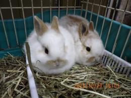 US-727　ネザーランドドワーフ　子供