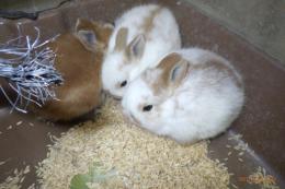 US-727　ネザーランドドワーフ　子供