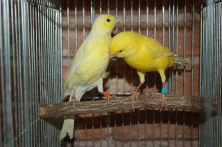 Kot 997 静岡産 レモンカナリヤ のペア 管理 2 キットウココ ペット部