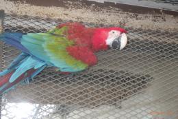 IN-4373　繁殖用のベニコンゴウインコ　5歳♀