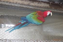 IN-4373　繁殖用のベニコンゴウインコ　5歳♀