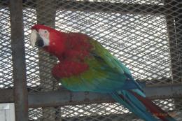 IN-4373　繁殖用のベニコンゴウインコ　5歳♀