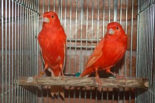【昭和33,35年発行】カナリヤの飼い方　カナリヤ飼育法　2冊セット Amazon.co.jp: よくわかるカナリヤの飼い方・ふやし方 : 大久保 巨: 本