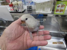 In 3008 コザクラインコhfパステルバイオレット雛 キットウココ ペット部