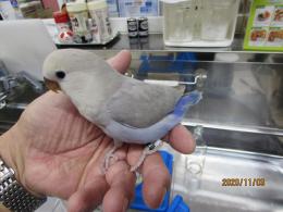 In 3008 コザクラインコhfパステルバイオレット雛 キットウココ ペット部 In 3008 コザクラインコhfパステルバイオレット雛 キットウココ ペット部