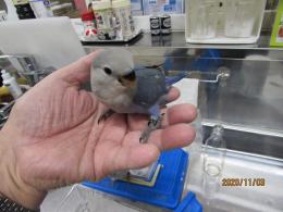 In 3509 コザクラインコ Hfコバルトバイオレット 雛 キットウココ ペット部 In 3509 コザクラインコ Hfコバルトバイオレット 雛 キットウココ ペット部