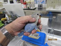 In 3509 コザクラインコ Hfコバルトバイオレット 雛 キットウココ ペット部
