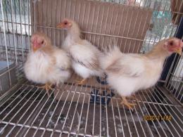 バラ売り1200円チャコット白鳥胸羽飾り25㌢✖️25㌢7個 激安の バラ売り1200円チャコット白鳥胸羽飾り25㌢✖️25㌢7個