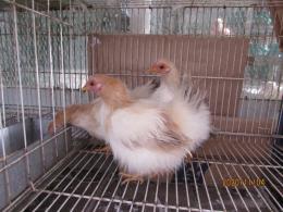 TA-811 小型種「セラマ」糸毛種・・雌のみ1羽の価格 | キットウココ