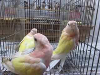 In 3104 17年生アキクサインコ ルチノー1羽の価格 キットウココ ペット部 In 3104 17年生アキクサインコ ルチノー1羽の価格 キットウココ ペット部