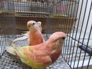 In 3105 17年生アキクサインコ ルビノー1羽の価格 キットウココ ペット部
