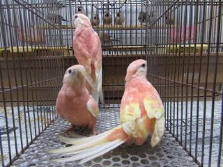 In 3105 17年生アキクサインコ ルビノー1羽の価格 キットウココ ペット部 In 3105 17年生アキクサインコ ルビノー1羽の価格 キットウココ ペット部