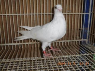 HT-757 白い鳩 | キットウココ ペット部