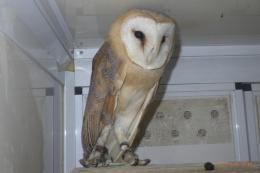 TAT-738 メンフクロウ　1羽の価格