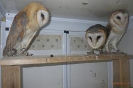 TAT-738 メンフクロウ　1羽の価格