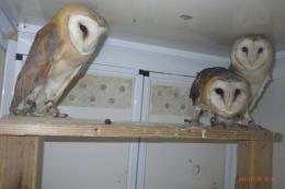 TAT-738 メンフクロウ　1羽の価格