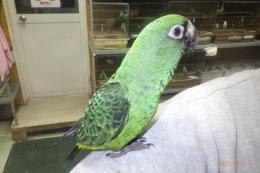 IN-4374　ズアカハネナガインコ　一人餌