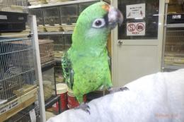 IN-4374　ズアカハネナガインコ　一人餌