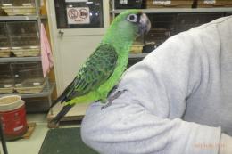 IN-4374　ズアカハネナガインコ　一人餌