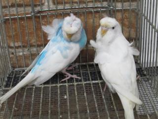 In 44 羽衣セキセイインコ 雄雌で その1 キットウココ ペット部