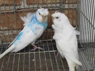 インコ qude819vy-out1.jpg