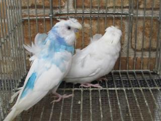 In 44 羽衣セキセイインコ 雄雌で その1 キットウココ ペット部