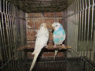 IN-2044 羽衣セキセイインコ 雄雌で その1 | キットウココ ペット部