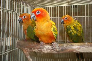 IN-664 コガネ(ナナイロ)メキシコ 一人餌 3羽います。 | キットウココ