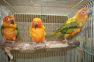 IN-664 コガネ(ナナイロ)メキシコ 一人餌 3羽います。 | キットウココ