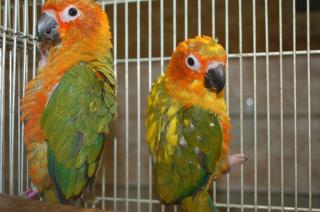 IN-664 コガネ(ナナイロ)メキシコ 一人餌 3羽います。 | キットウココ