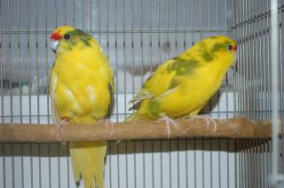 In 668 キガシラアオハシインコ 2羽で その4 キットウココ ペット部