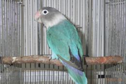 IN-4039　当歳のボタンインコ・ブルー　メス