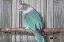 IN-4039　当歳のボタンインコ・ブルー　メス
