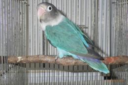 IN-4039　当歳のボタンインコ・ブルー　メス