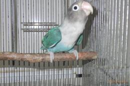 IN-4039　当歳のボタンインコ・ブルー　メス