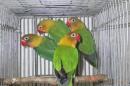 IN-4040　ボタンインコ　キエリ系　2羽での価格