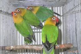 IN-4040　ボタンインコ　キエリ系　2羽での価格