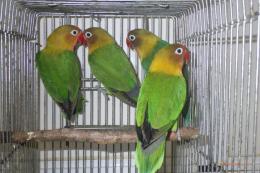 IN-4040　ボタンインコ　キエリ系　2羽での価格