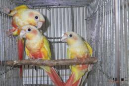 IN-4041　アカオウロコインコ・サンチーク　若　