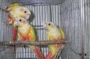 IN-4041　アカオウロコインコ・サンチーク　若　メスっぽい