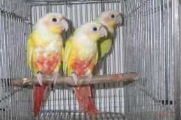 IN-4041　アカオウロコインコ・サンチーク　若　