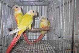 IN-4041　アカオウロコインコ・サンチーク　若　