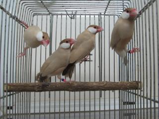 KOT-1853 イザベラ文鳥のメス | キットウココ ペット部