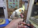 IN-4375　4348の更新　オカメインコ手乗り一人餌