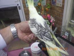 IN-4375　4348の更新　オカメインコ手乗り一人餌