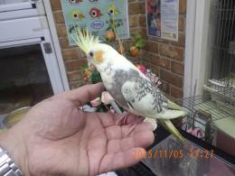 IN-4375　4348の更新　オカメインコ手乗り一人餌
