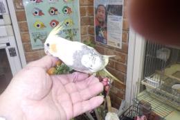 IN-4375　4348の更新　オカメインコ手乗り一人餌