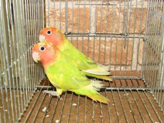 値段 コザクラインコ このインコいくら？お値段の相場を種類別で紹介